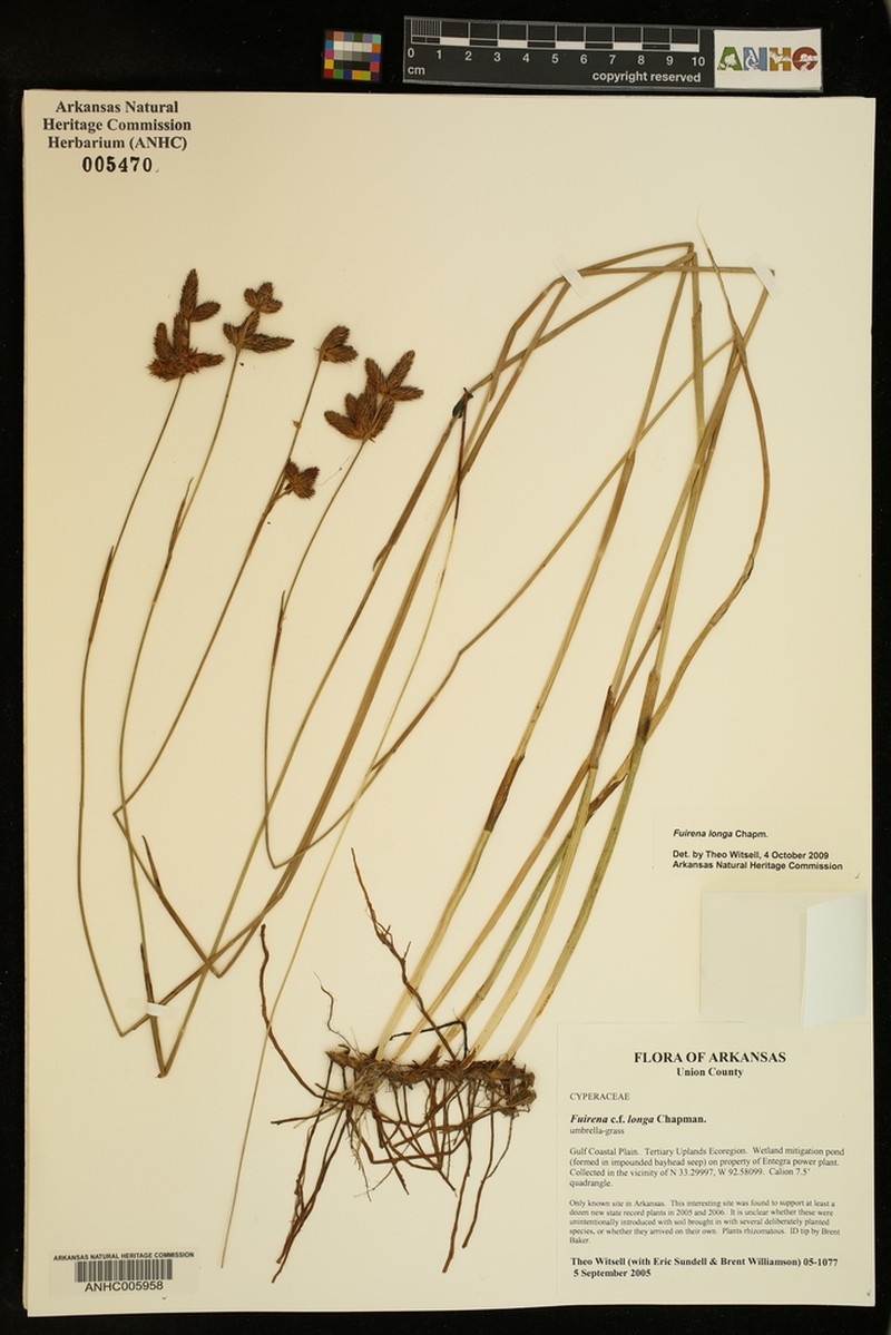 Coastal Plain Umbrella-Sedge photo 2