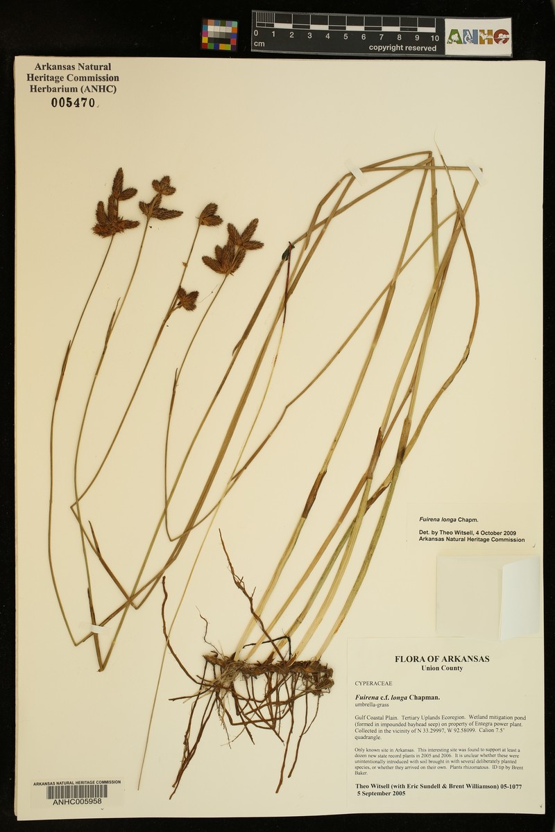 Coastal Plain Umbrella-Sedge photo 3