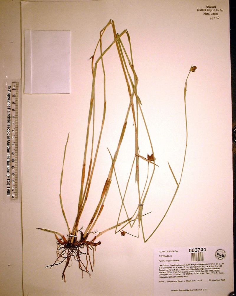 Coastal Plain Umbrella-Sedge photo 5
