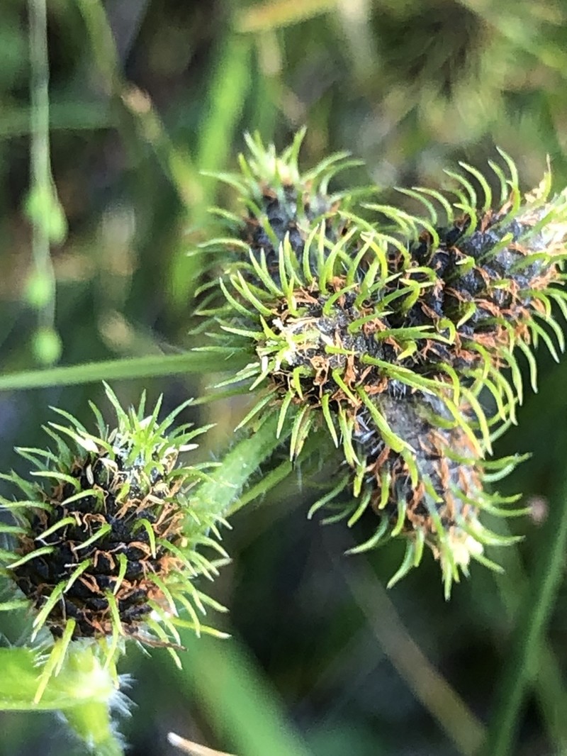 Dwarf Umbrella-Sedge
