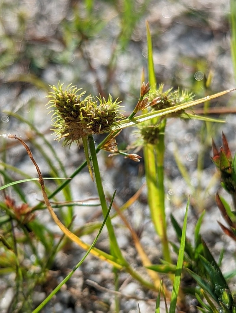 Dwarf Umbrella-Sedge photo 2