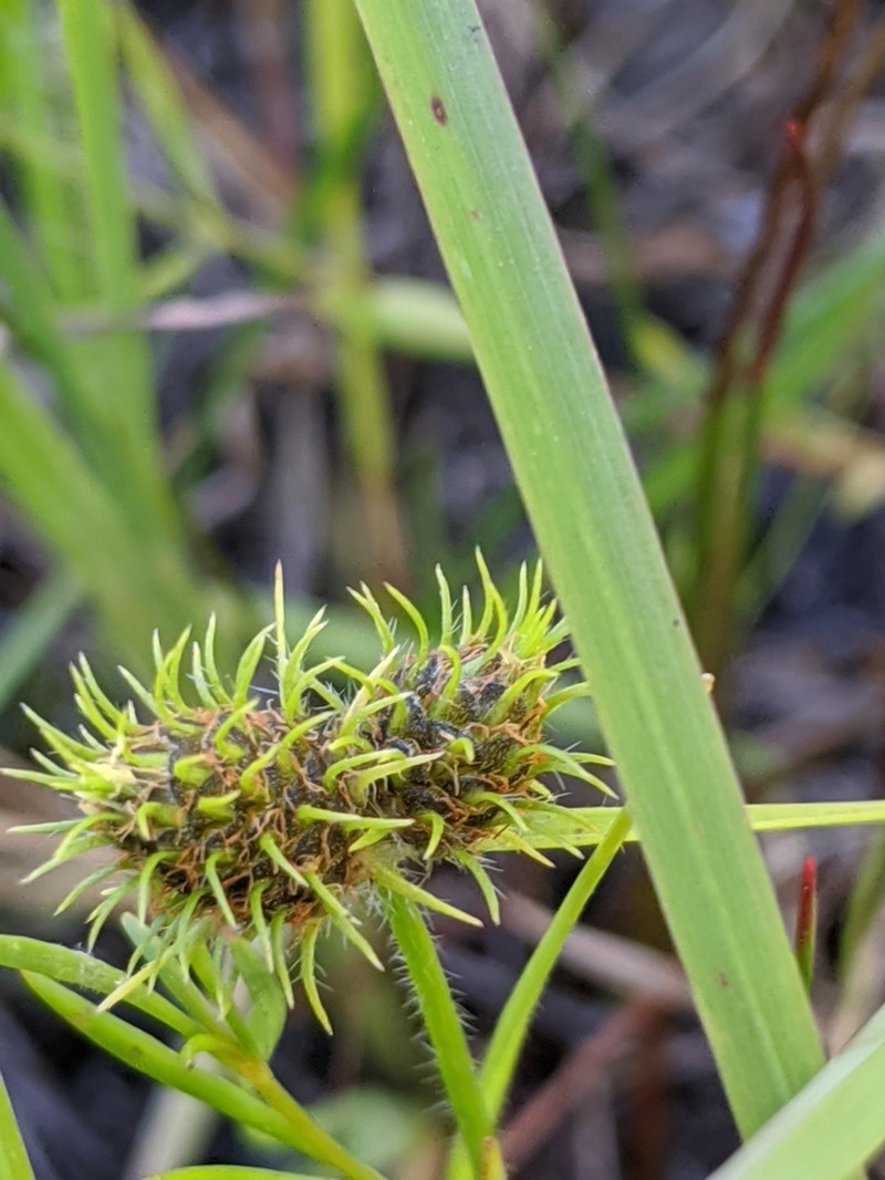Dwarf Umbrella-Sedge photo 3