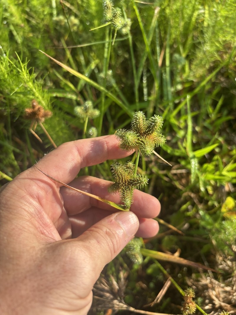 Dwarf Umbrella-Sedge photo 4