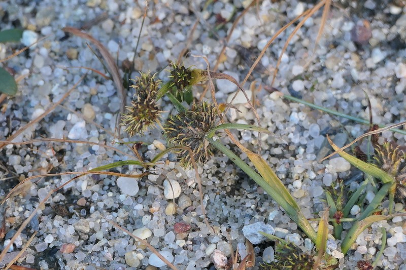 Dwarf Umbrella-Sedge photo 5
