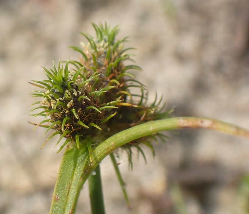 Dwarf Umbrella-Sedge photo 7