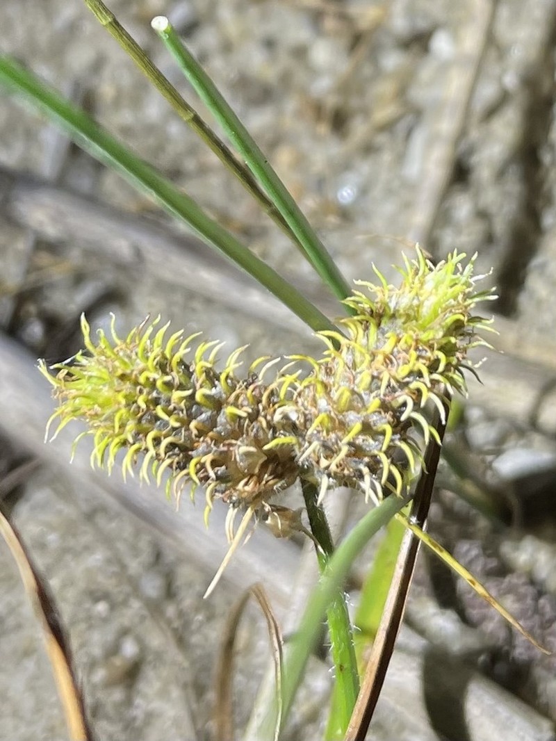 Dwarf Umbrella-Sedge photo 8