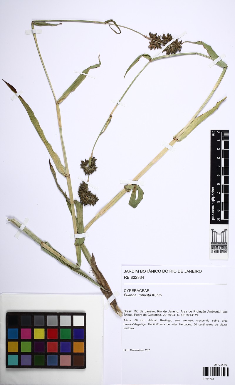 Fuirena robusta