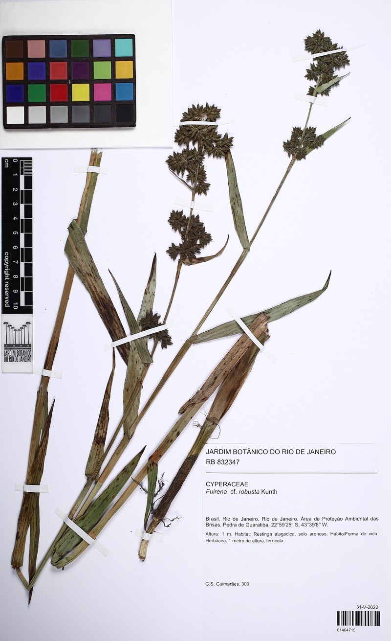 Fuirena robusta photo 2