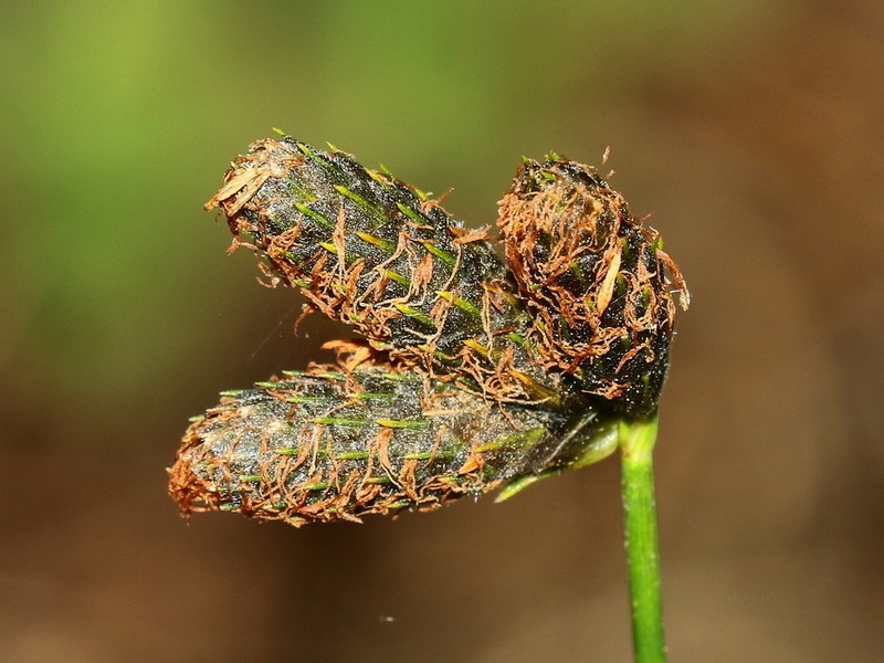 Southern Umbrella-Sedge