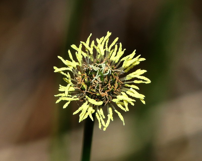 Southern Umbrella-Sedge photo 2