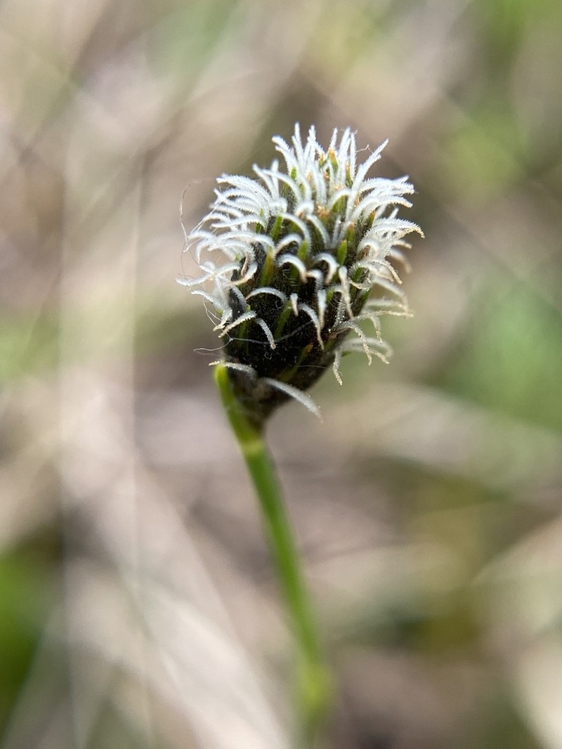 Southern Umbrella-Sedge photo 3
