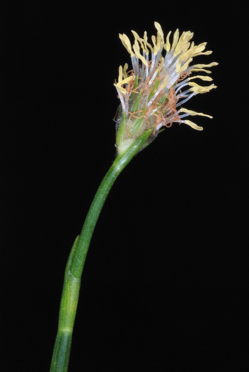 Southern Umbrella-Sedge photo 4