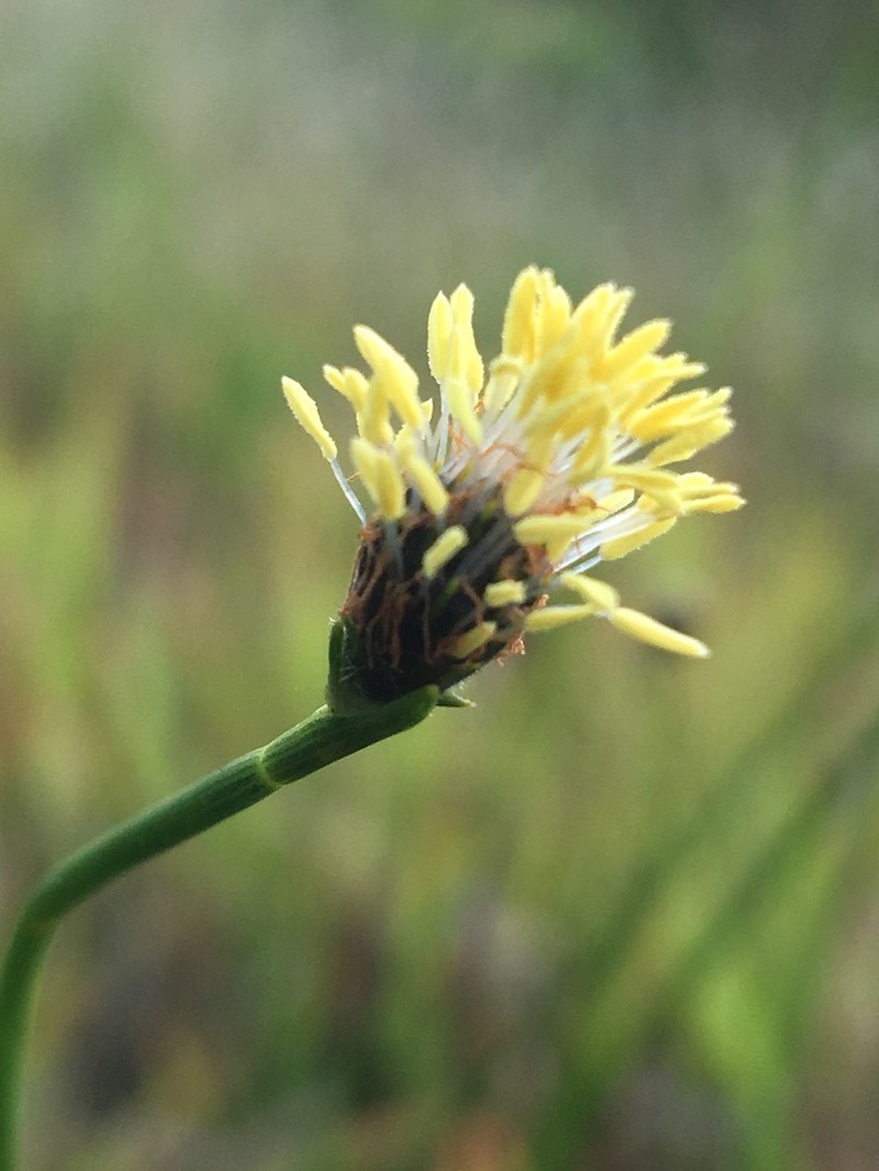 Southern Umbrella-Sedge photo 6