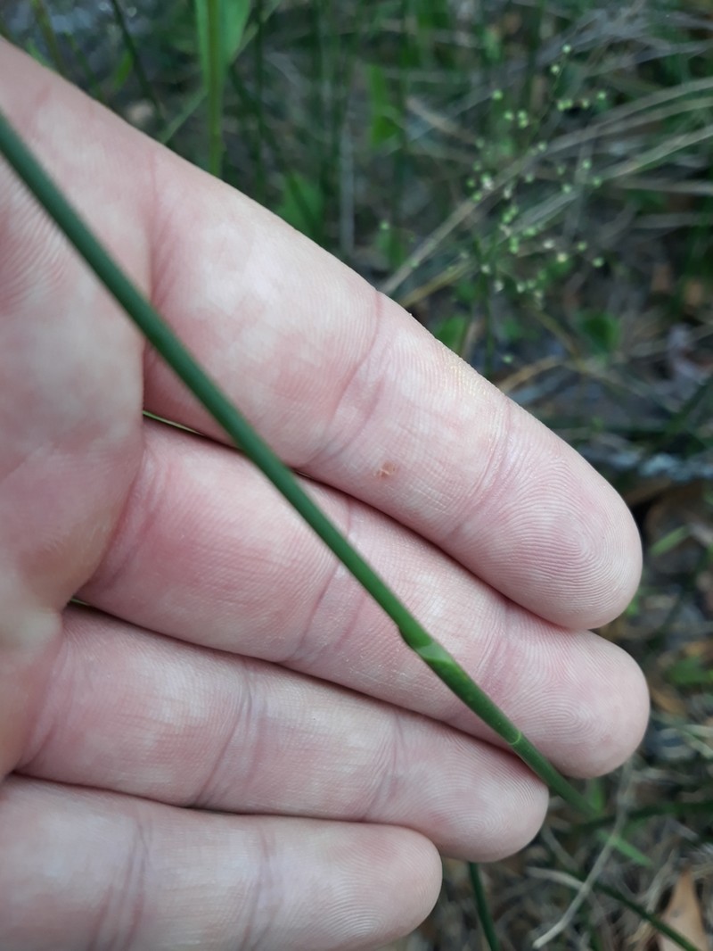 Southern Umbrella-Sedge photo 7