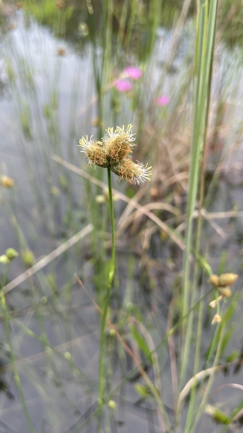 Southern Umbrella-Sedge photo 8