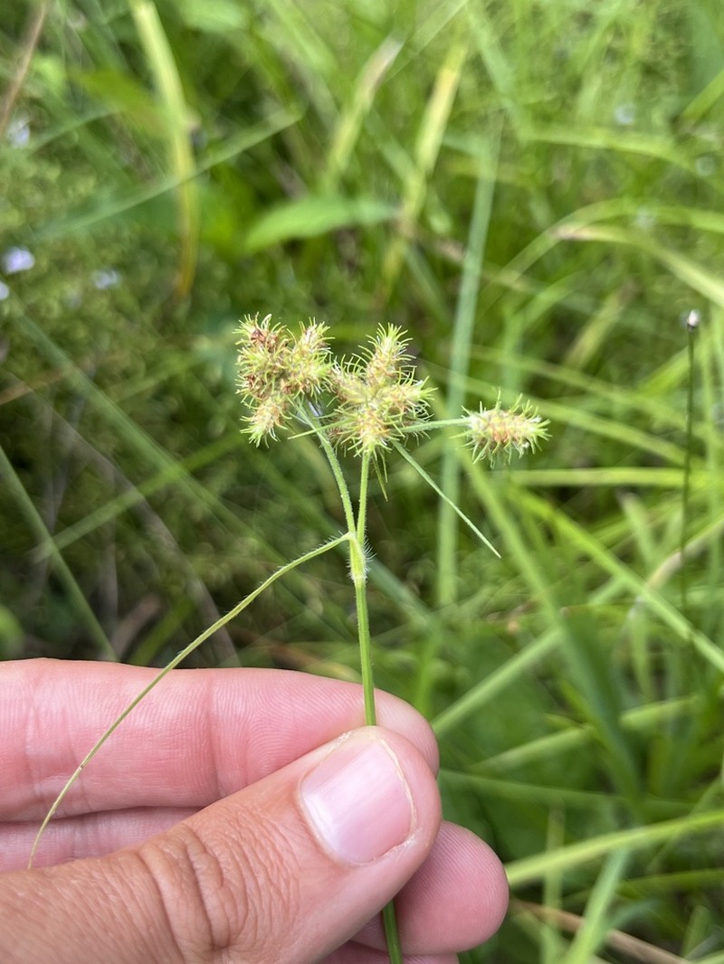 Western Umbrella-Sedge