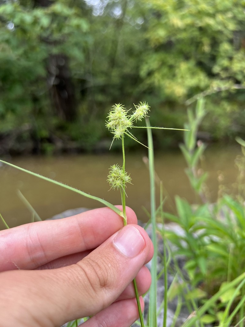 Western Umbrella-Sedge photo 2