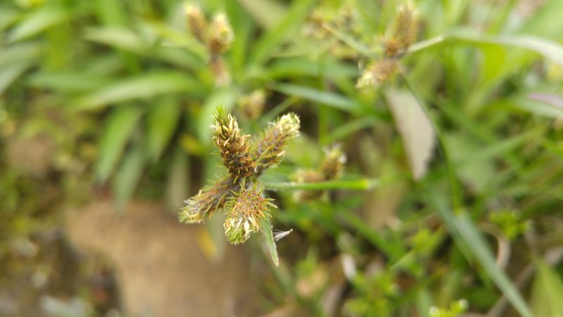 Western Umbrella-Sedge photo 4