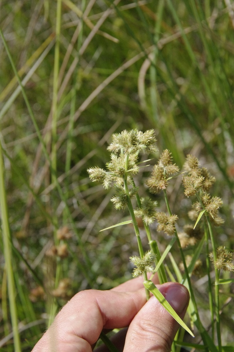 Western Umbrella-Sedge photo 5