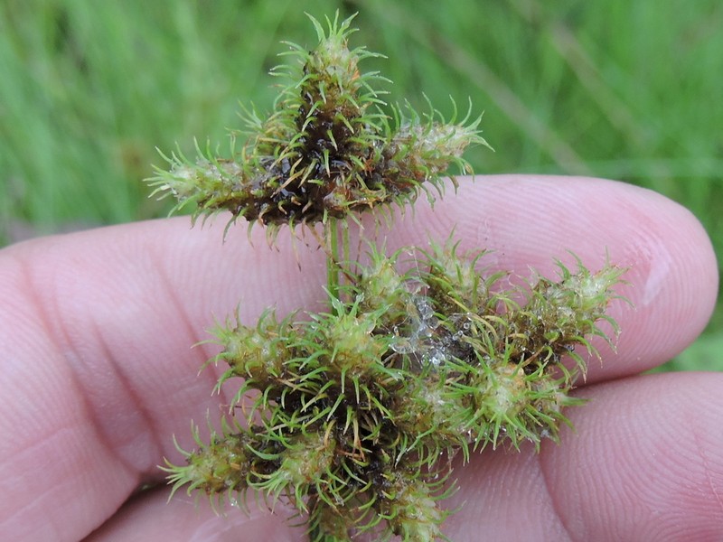 Western Umbrella-Sedge photo 6