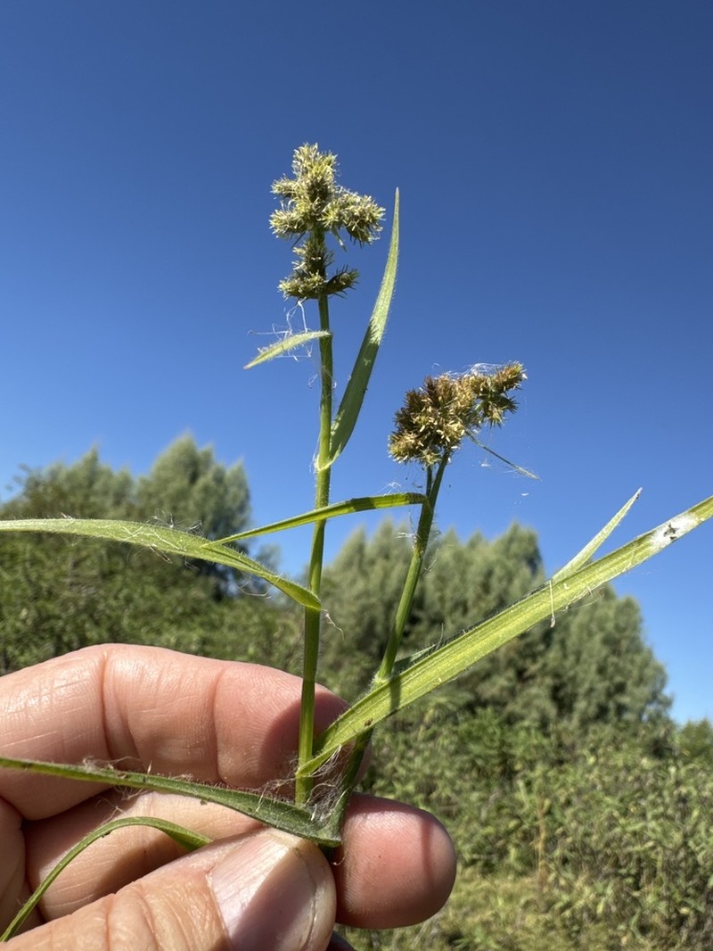 Western Umbrella-Sedge photo 8