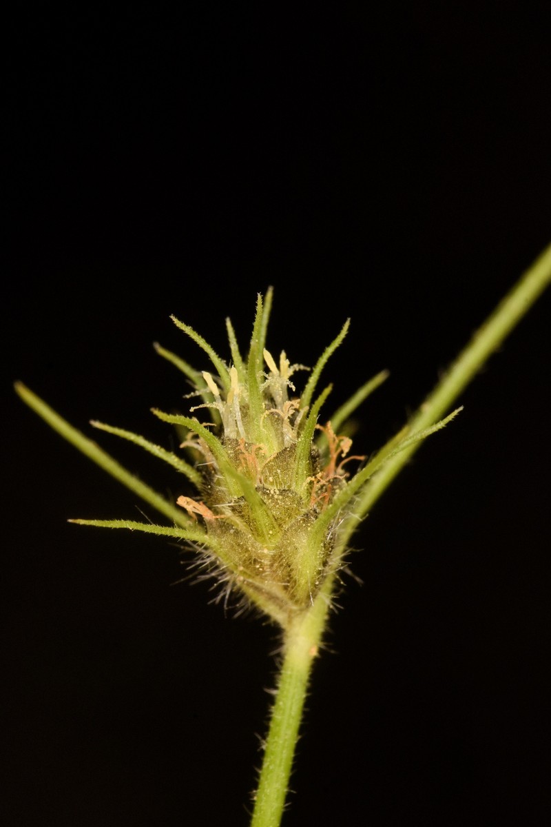 Fuirena simplex var. aristulata