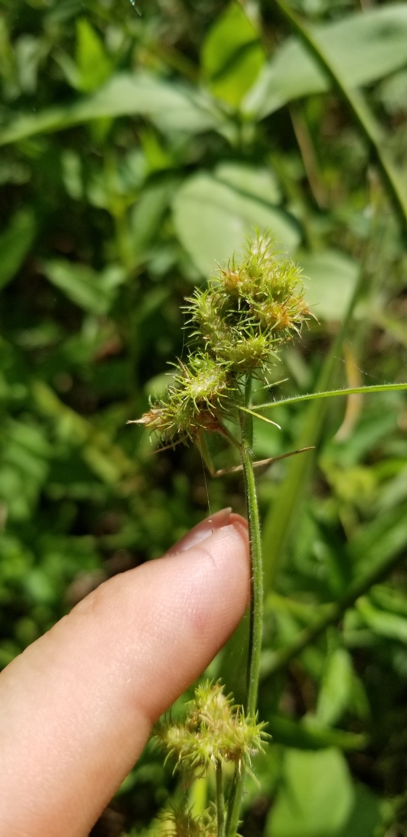 Fuirena simplex var. aristulata photo 2