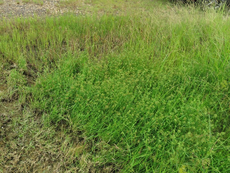 Fuirena simplex var. aristulata photo 3
