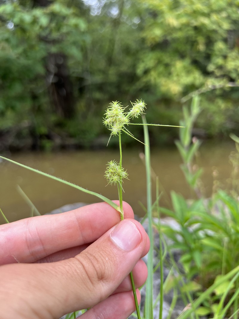 Fuirena simplex var. simplex