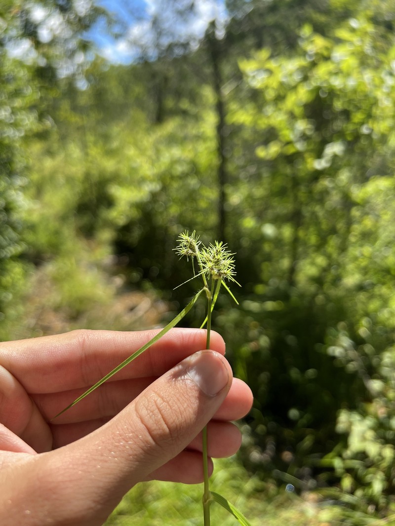 Fuirena simplex var. simplex photo 2