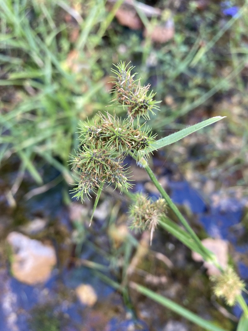 Fuirena simplex var. simplex photo 3