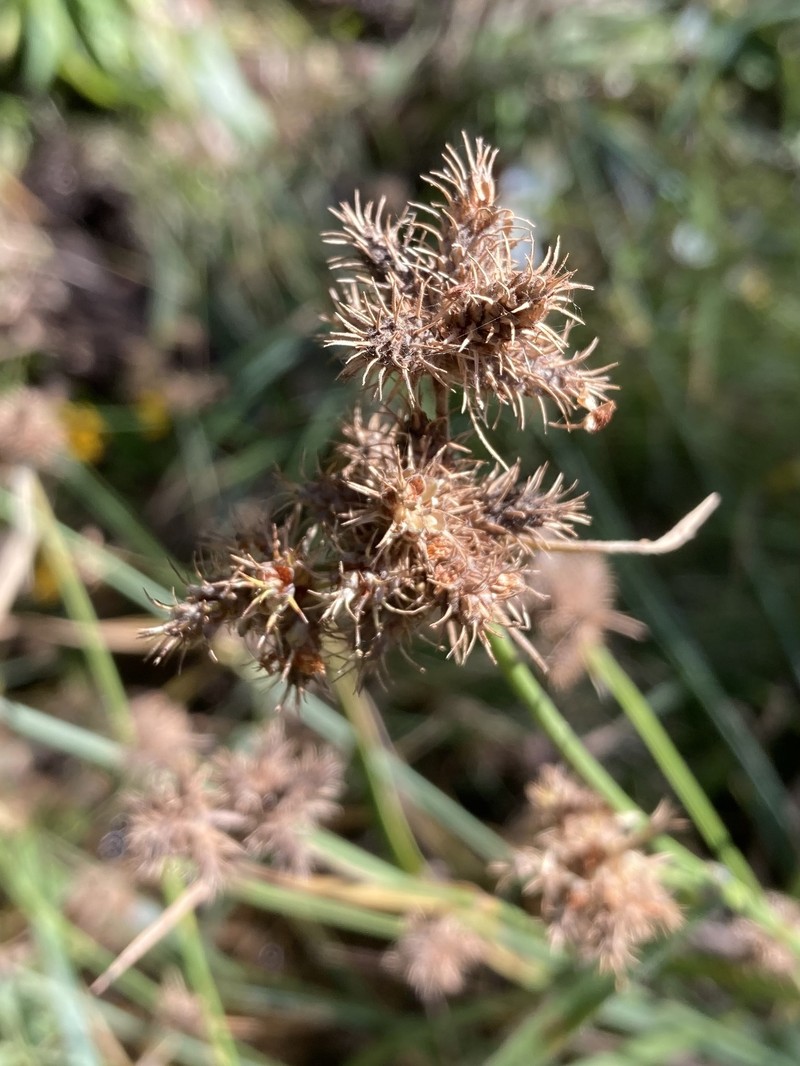 Fuirena simplex var. simplex photo 4