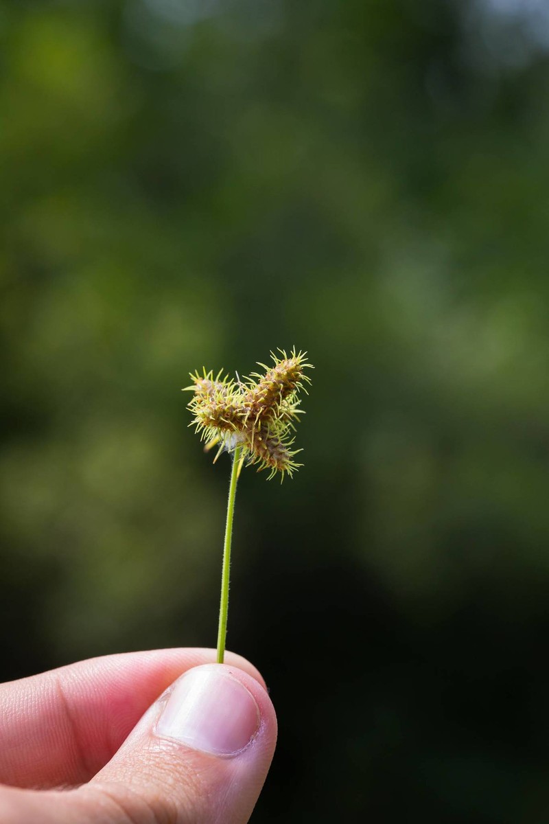 Fuirena simplex var. simplex photo 5
