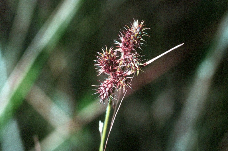 Hairy Umbrella-Sedge