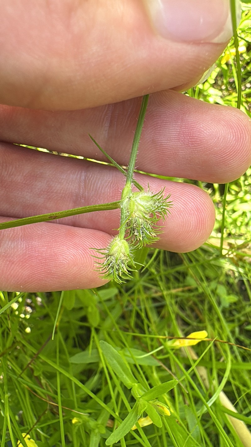 Hairy Umbrella-Sedge
