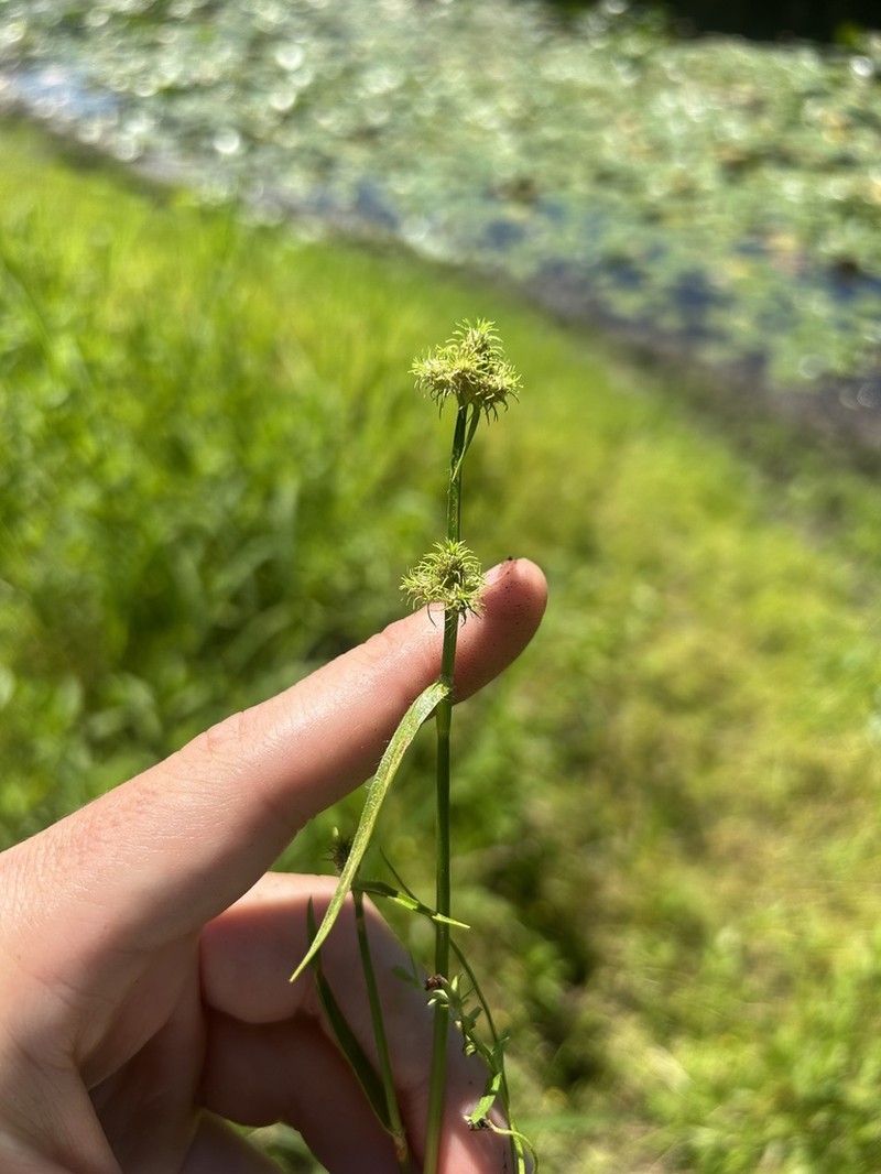 Hairy Umbrella-Sedge photo 2
