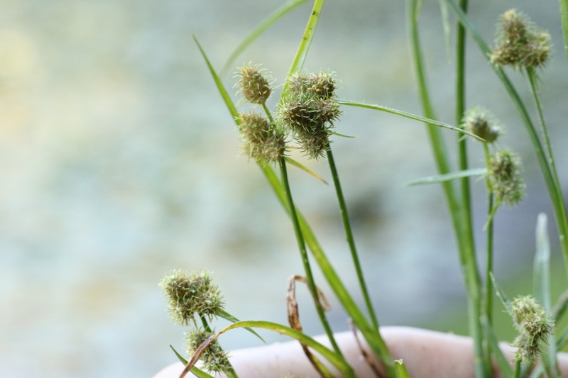 Hairy Umbrella-Sedge photo 3