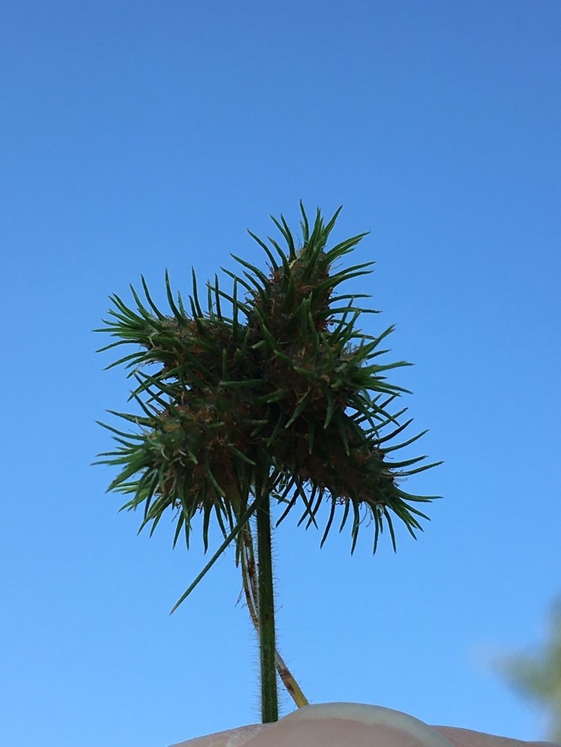 Hairy Umbrella-Sedge photo 4