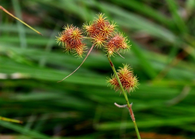 Hairy Umbrella-Sedge photo 5