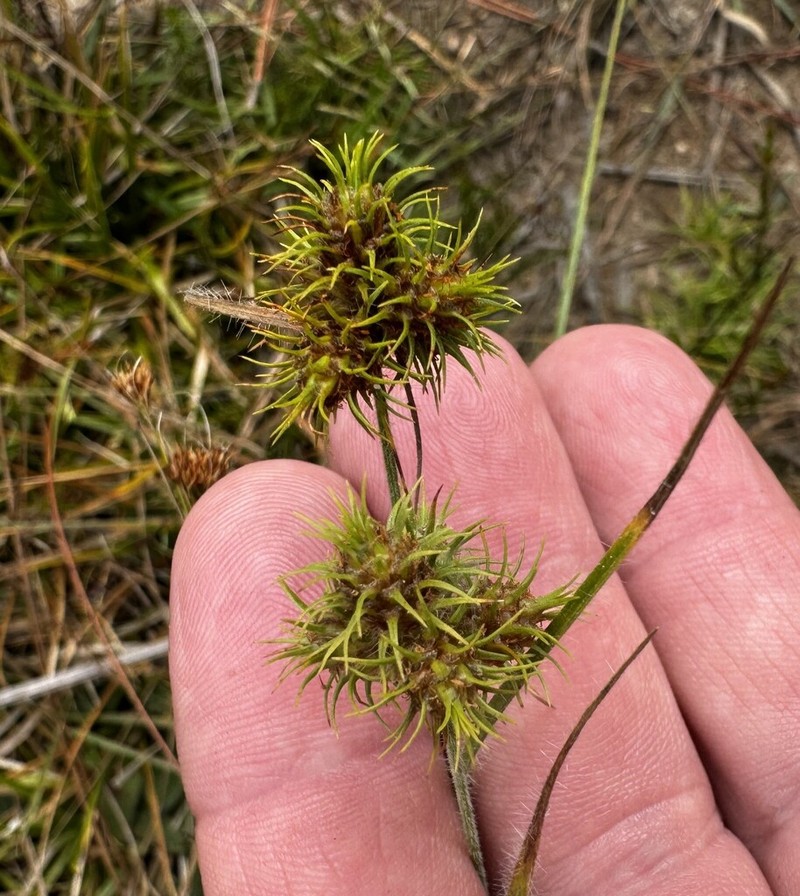Hairy Umbrella-Sedge photo 7