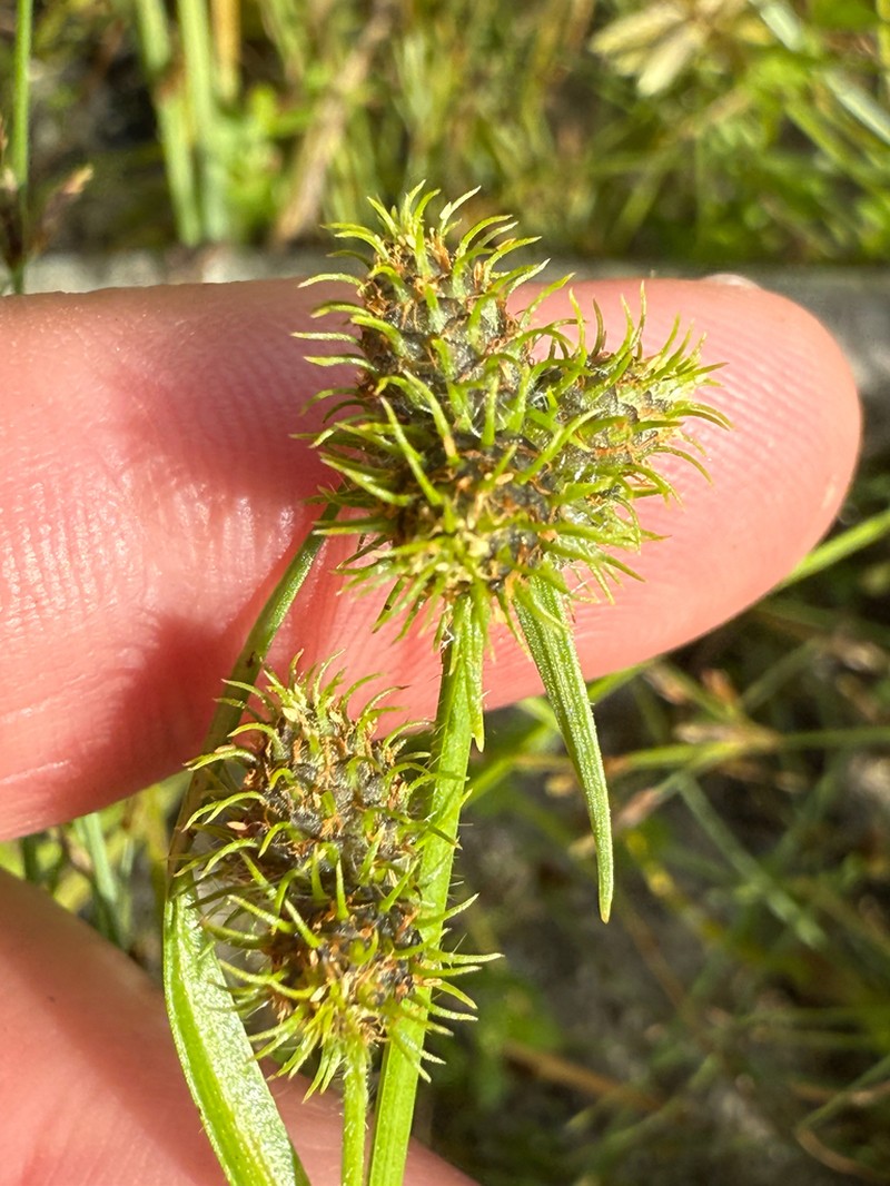 Hairy Umbrella-Sedge photo 8