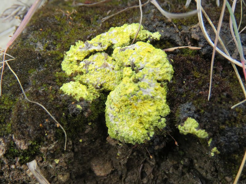 Bracted Sulphur Lichen