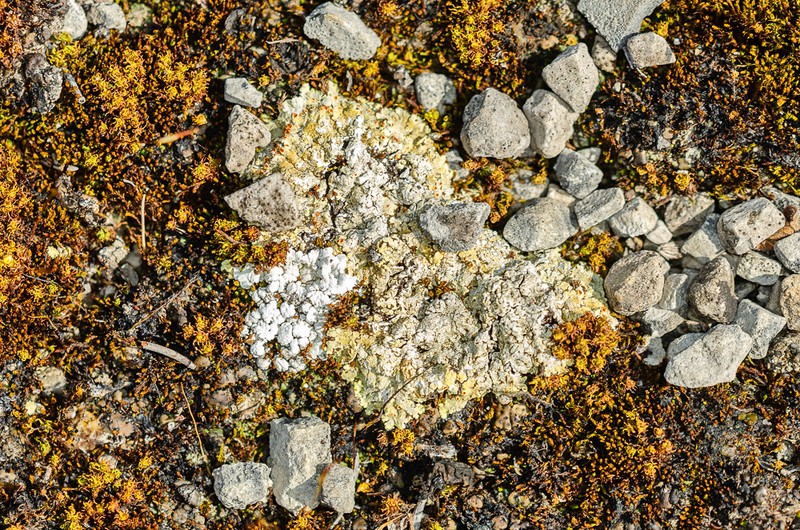 Sulphur Lichen