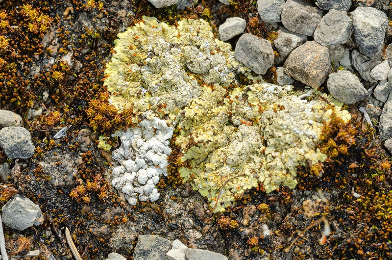 Sulphur Lichen photo 2