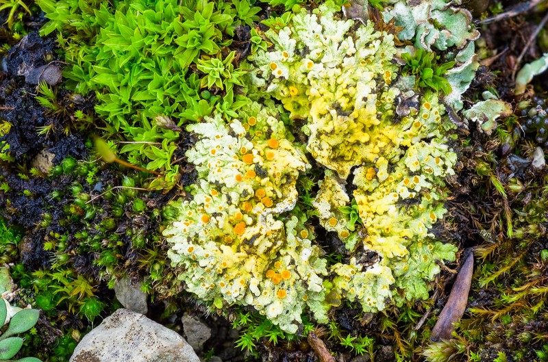 Sulphur Lichen photo 3