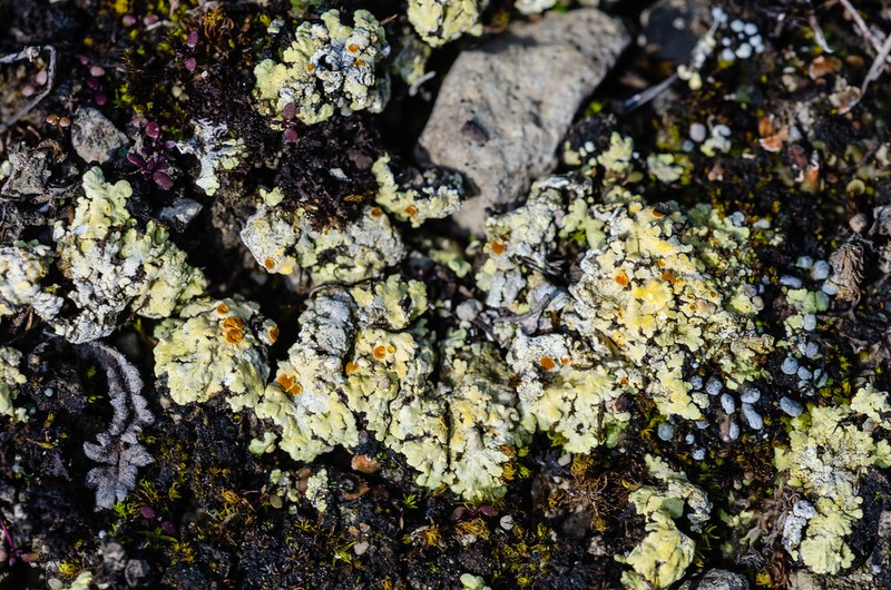 Sulphur Lichen photo 4