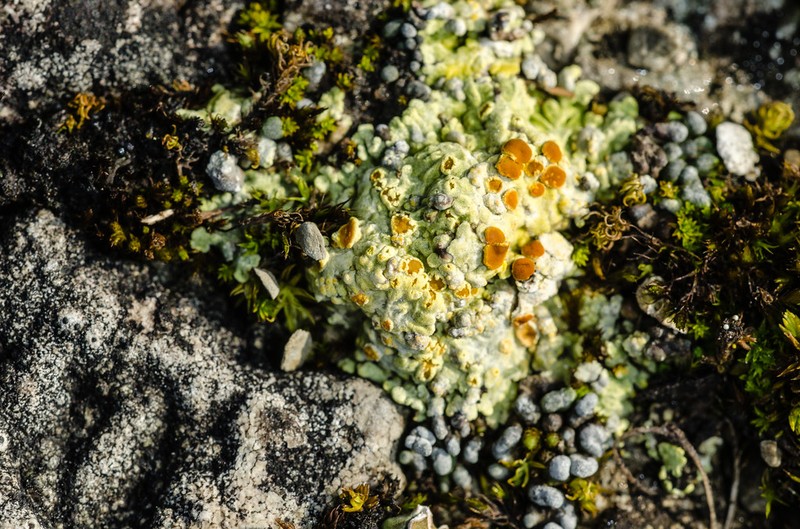 Sulphur Lichen photo 5