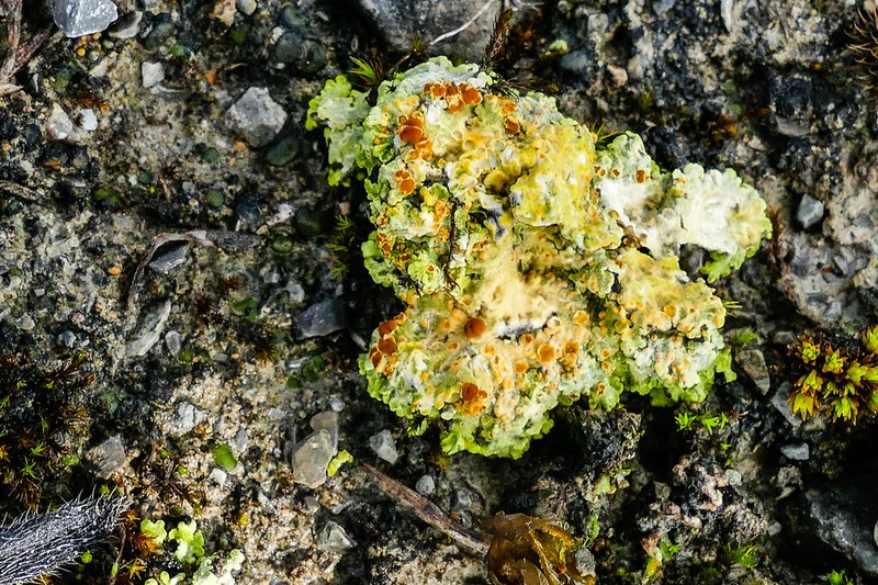 Sulphur Lichen photo 6