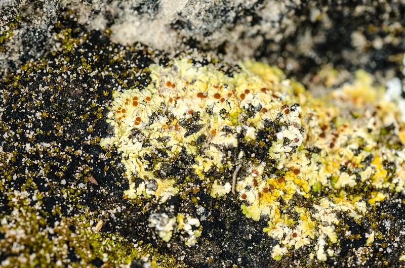 Sulphur Lichen photo 7