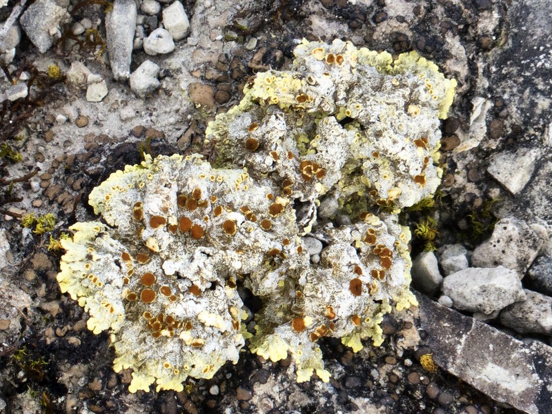 Sulphur Lichen photo 8